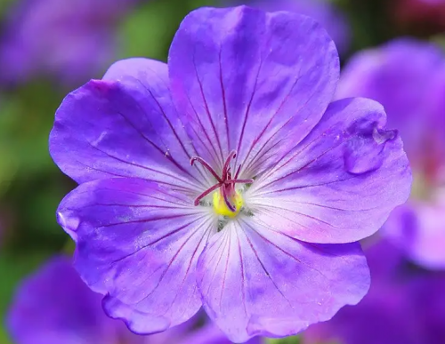 紫罗兰需要什么样的种植环境？